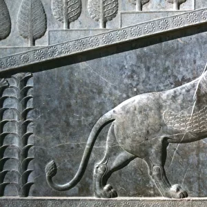 Relief of a bull being attacked by a lion, the Apadana, Persepolis, Iran