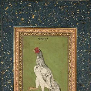 Rooster, c. 1620. Creator: Unknown