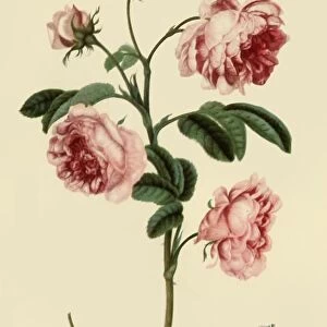 Rosa Provincialis and Forget-Me-Not, c1680, (1946). Creator: Alexander Marshal