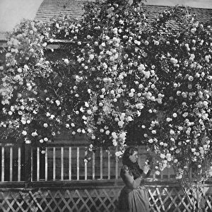A Rose-Decked Home, Southern California, c1897. Creator: Unknown