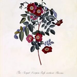 The Royal Virgin Rose without Thorns, c. 1745 (hand coloured engraving)