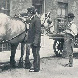 RSPCA inspector examining a horse, c1903 (1903)