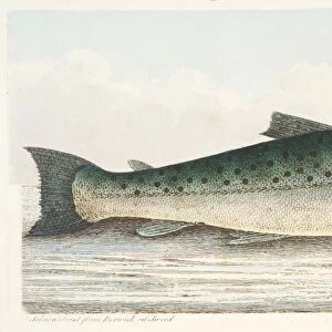 Salmon Trout from Berwick on Tweed, from A Treatise on Fish and Fish-ponds, pub. 1832