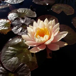 San Juan Capistrano. Creator: Tom Artin