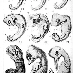Sauropsid embryos, 1910. Artist: Ernst Haeckel