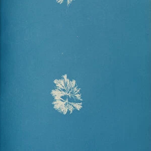 Schizonema ramosissimium, ca. 1853. Creator: Anna Atkins