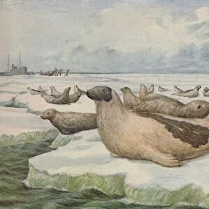 Seal-Hunting, Newfoundland, 1916. Artist: Lowther, C. G