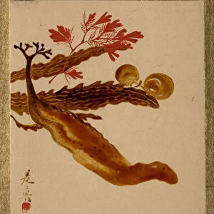 Seaweed. Creator: Shibata Zeshin