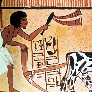Sennutem ploughing with cattle, Ancient Egyptian tomb painting, New Kingdom (1550-1069 BC)