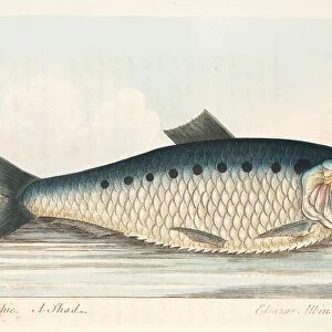 The Shad, from A Treatise on Fish and Fish-ponds, pub. 1832 (hand coloured engraving)