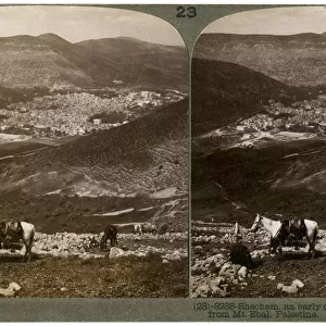Shechem, south-west from Mount Ebal, Palestine, 1900s. Artist: Underwood & Underwood