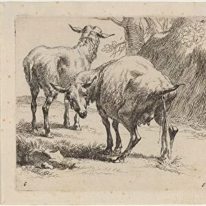 Two Sheep, One Pissing. Creator: Nicolaes Berchem