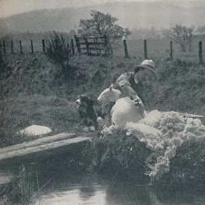 Sheep Shearing, 1910. Artist: C Reid