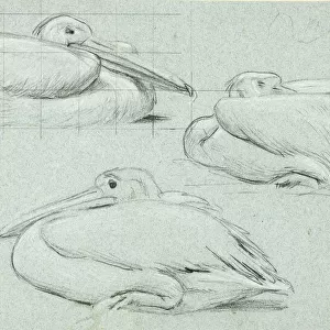 Three Sketches of Pelicans, n. d. Creator: Henry Stacy Marks