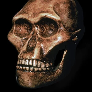 Skull of Australopithecus Africanus