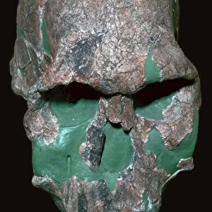 Skull of Homo Habilis