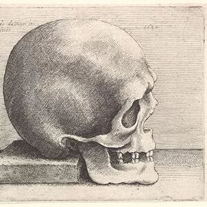 Skull in profile to right, 1645. Creator: Wenceslaus Hollar