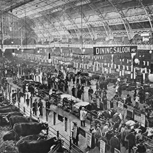 At the Smithfield Club cattle show, Agricultural Hall, Islington, London, 1902 (1903)