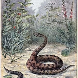 Snakes and poisonous plants, 1897. Artist: F Meaulle