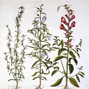 Snapdragons or Antirrhinums, from Hortus Eystettensis, by Basil Besler (1561-1629), pub
