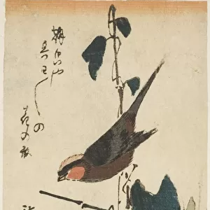 Sparrow and morning glories, n. d. Creator: Ando Hiroshige