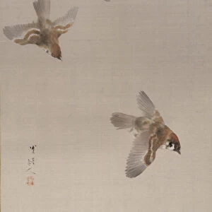 Sparrows Flying, ca. 1887. Creator: Watanabe Seitei