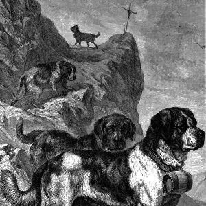 St Bernard mountain rescue dogs with flasks of brandy on their collars, c1880