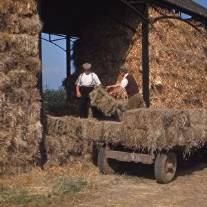 Stacking Bales of Hay in Dutch Barns, c1960s. Artist: CM Dixon