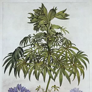 Stinking Hellebore, and Two Kinds of Crocus, from Hortus Eystettensis, by Basil Besler