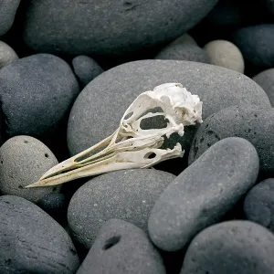 Stones, Iceland A. Creator: Tom Artin