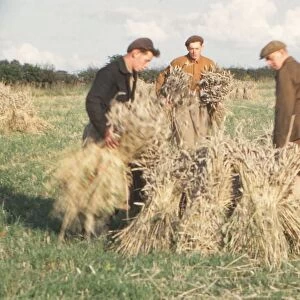 Stooking Corn Wheat in August, Yorkshire, c1960. Artist: CM Dixon