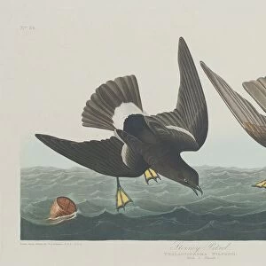 Stormy Petrel, 1835. Creator: Robert Havell