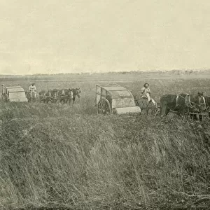 Stripping Wheat, Queensland, 1901. Creator: Unknown