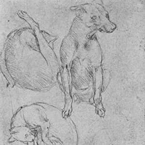 Studies of a Dog and of a Cat, c1480 (1945). Artist: Leonardo da Vinci