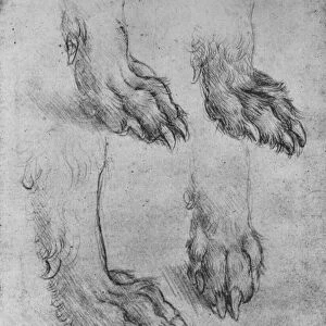 Four Studies of the Paws of a Dog or Wolf, c1480 (1945). Artist: Leonardo da Vinci
