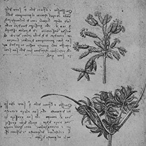 Two Studies of Rushes in Seed, c1480 (1945). Artist: Leonardo da Vinci