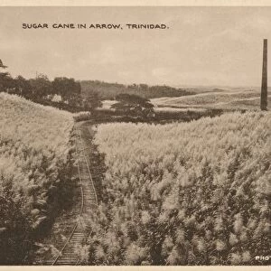 Sugar Cane in Arrow Trinidad, c1900