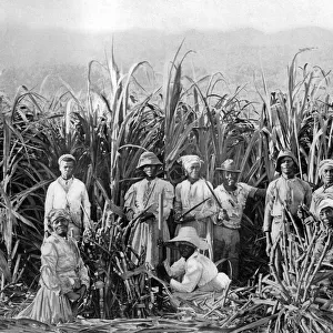 Sugar cane cutters, Jamaica, c1905. Artist: Adolphe Duperly & Son