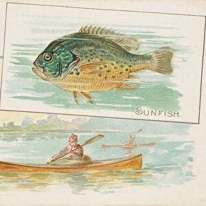 Sunfish, from Fish from American Waters series (N39) for Allen & Ginter Cigarettes