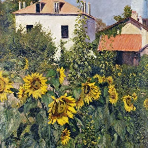 Sunflowers, Garden at Petit Gennevilliers, ca 1885