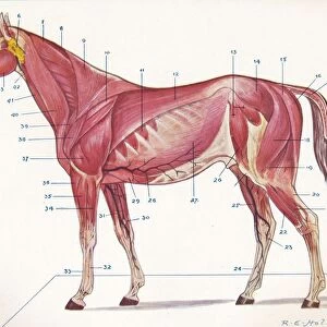 Superficial muscles, tendons, etc of a horse, c1907 (c1910). Artist: RE Holding