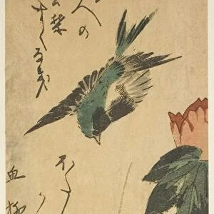 Swallow and hibiscus, c. 1830s. Creator: Ando Hiroshige
