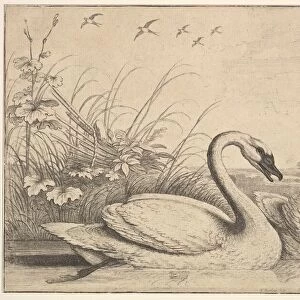 Two Swans, 1654-58. Creator: Wenceslaus Hollar