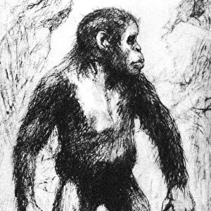 Taungs Ape-Man