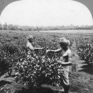 A tea plantation, Java, Indonesia, 1902. Artist: CH Graves