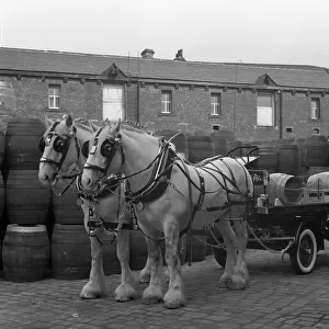 Tetley shire horses and dray, Joshua Tetley Brewery, Leeds, West Yorkshire, 1966