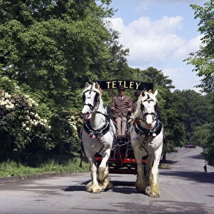 Tetley shire horses, Roundhay Park, Leeds, West Yorkshire, 1968. Artist: Michael Walters