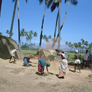 Threshing rice, near Madurai, Tamil Nadu, India