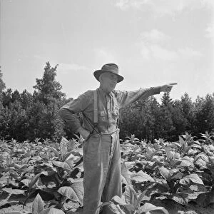 Tobacco farmer, owner of 100 acres, Person County, North Carolina, 1939. Creator: Dorothea Lange