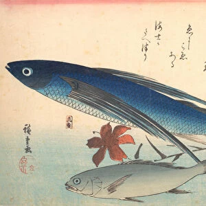Tobiuo and Ishimochi Fish, from the series Uozukushi (Every Variety of Fish), 1840s. 1840s. Creator: Ando Hiroshige